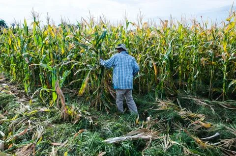 Corn field Stock Photos