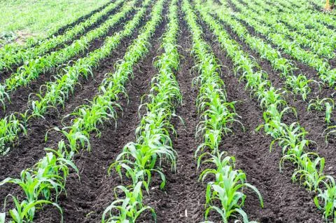 Corn field Stock Photos