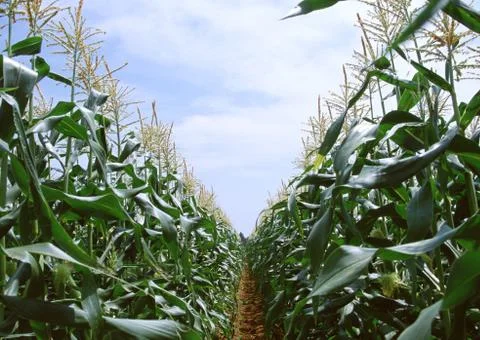 Corn Field Stock Photos