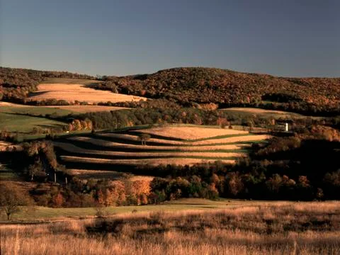 Corn field Foto stock