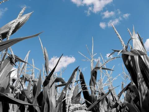 Corn field Stock Photos