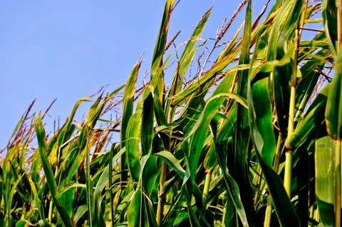Corn field Stock Photos