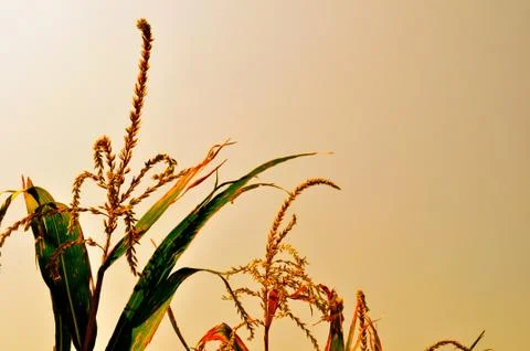 Corn field 写真素材