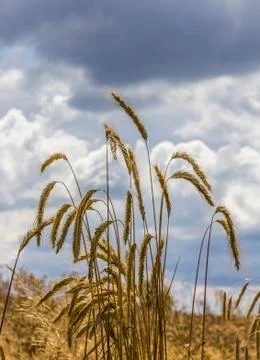 Corn in the field Stock Photos