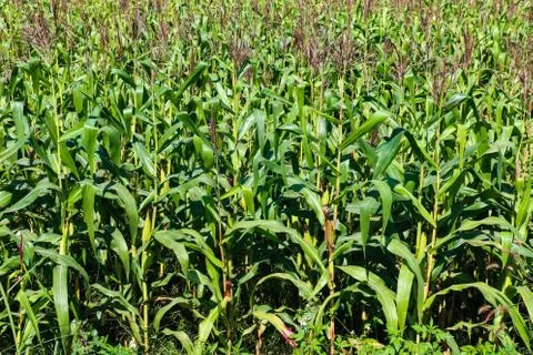 Corn field Stock Photos