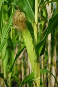 Corn field Stock Photos