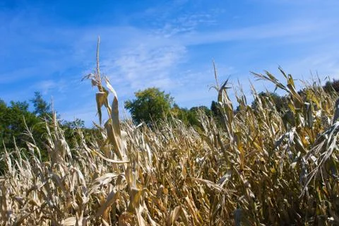 Corn field. Stock Photos