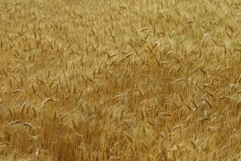 Corn field Stock Photos
