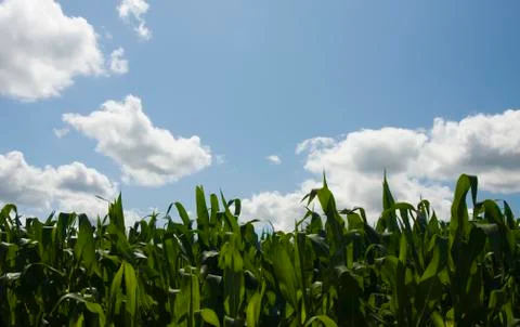 Corn field Stock Photos