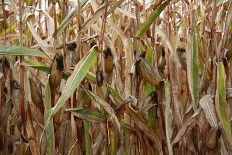 Corn field Stock Photos