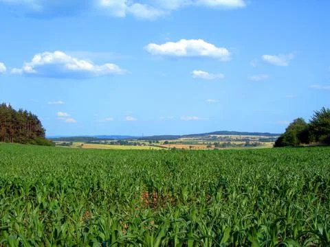 Corn field Stock Photos