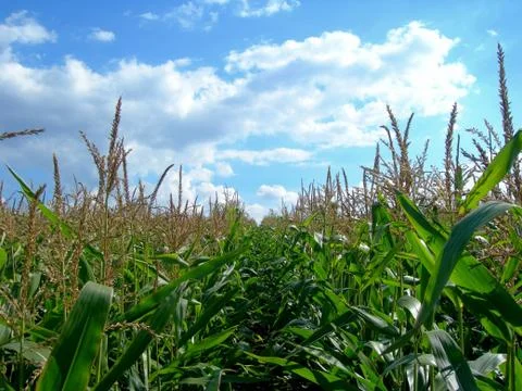 Corn field Stock Photos