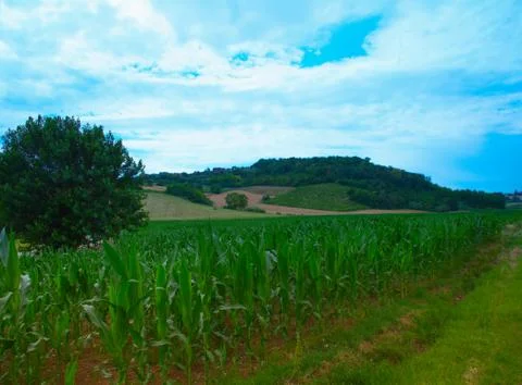 Corn field Stock Photos
