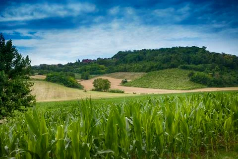 Corn field Stock Photos