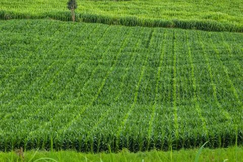 Corn field Stock Photos