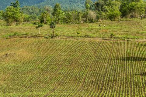 Corn field Stock Photos