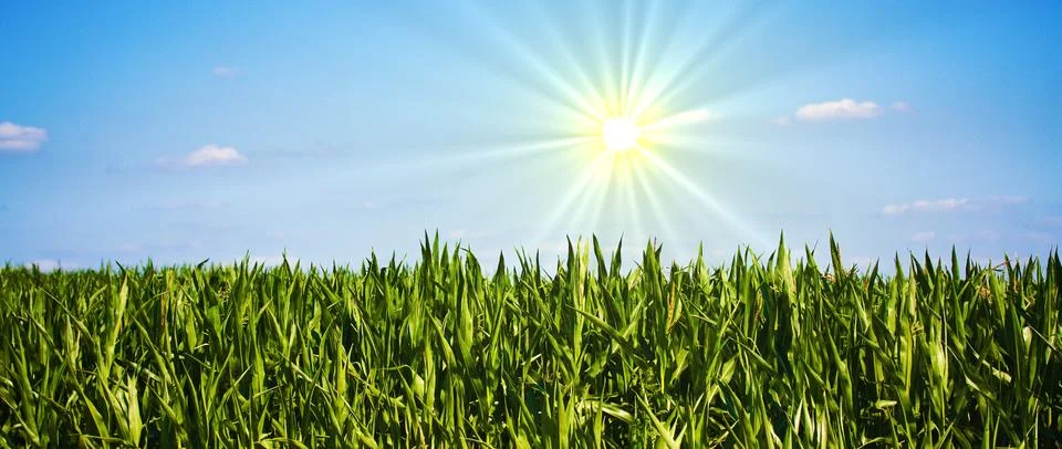 Corn field Stock Photos