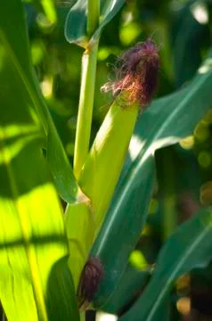 Corn field Stock Photos