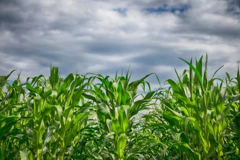 Corn field Stock Photos