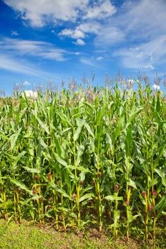 Corn field Stock Photos