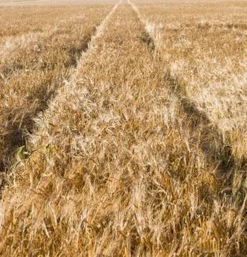 Corn field Stock Photos