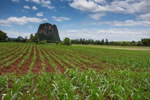 Corn field Stock Photos