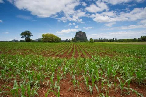 Corn field Stock Photos