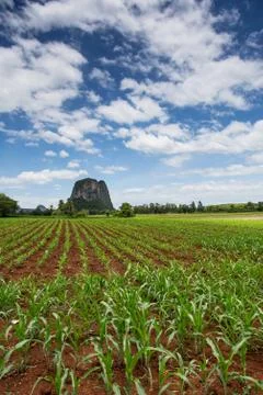Corn field Stock Photos