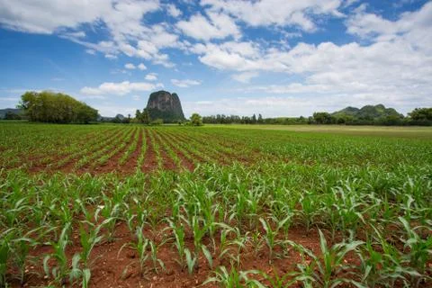 Corn field Stock Photos