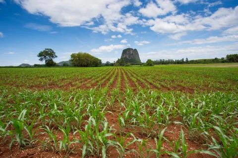 Corn field Foto stock