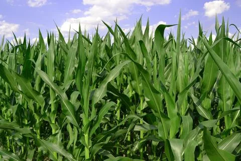 Corn field Stock Photos