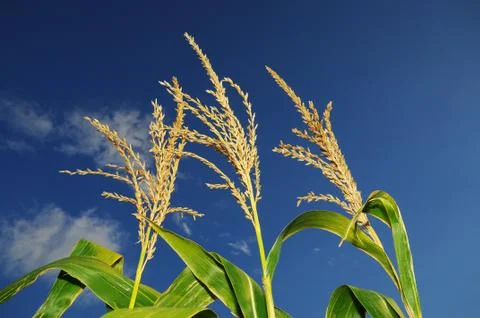 Corn on field Stock Photos