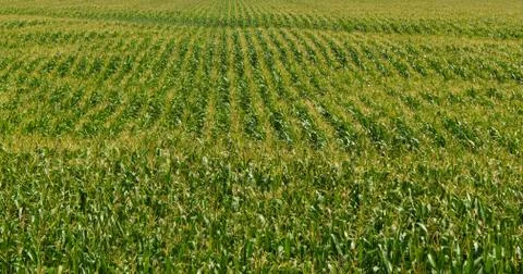 Corn Field Stock Photos