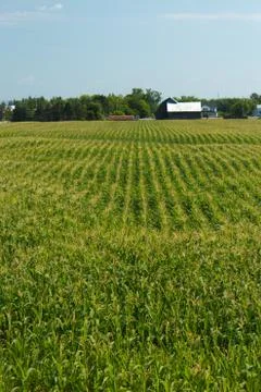 Corn Field Stock Photos