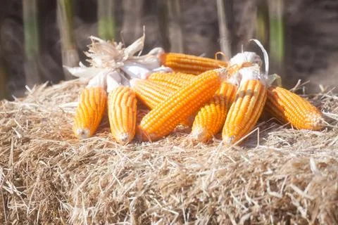 Corn in field Stock Photos