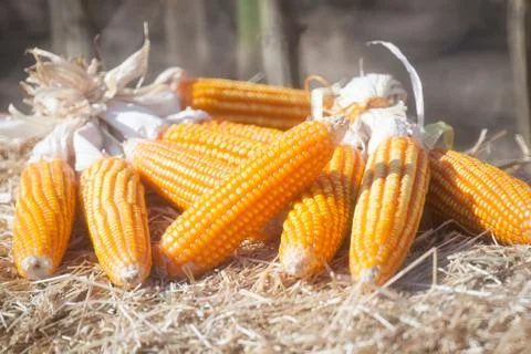 Corn in field Stock Photos