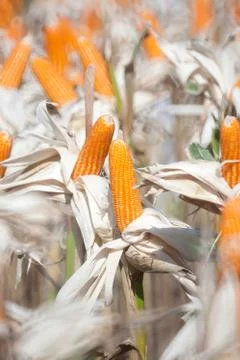 Corn field Stock Photos