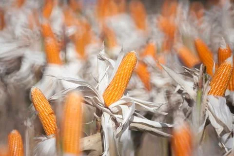 Corn field Stock Photos