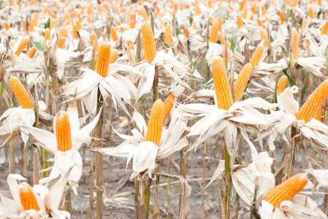 Corn field Stock Photos