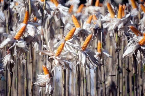 Corn field Stock Photos