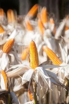 Corn field Stock Photos