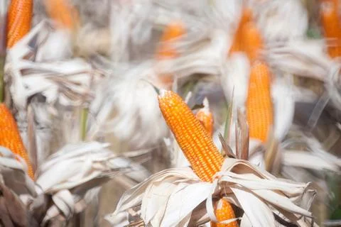 Corn field Stock Photos