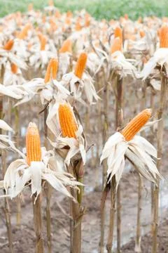 Corn field Stock Photos