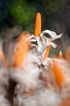 Corn field Stock Photos