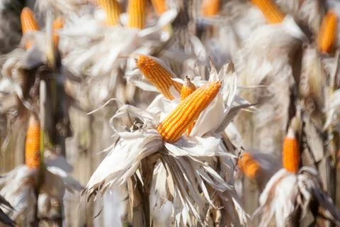 Corn field Stock Photos