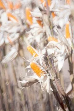 Corn field Stock Photos