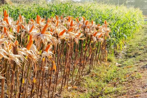 Corn field Stock Photos