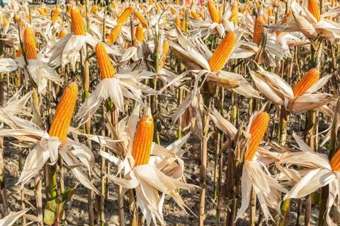 Corn Field Stock Photos