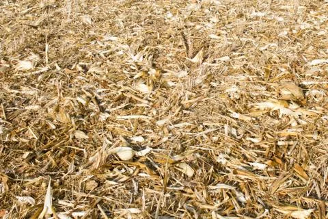 Corn field Stock Photos