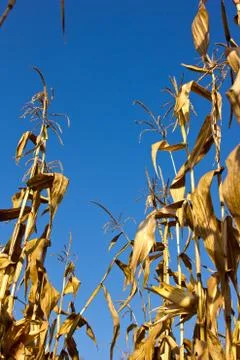 Corn field Stock Photos